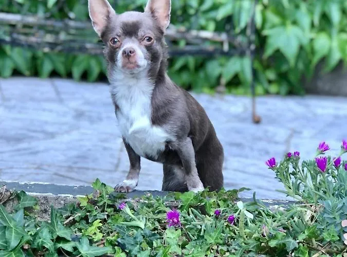 Frühstückspension Maison Du 7 *